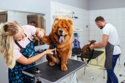 Pet Grooming Salon Interior